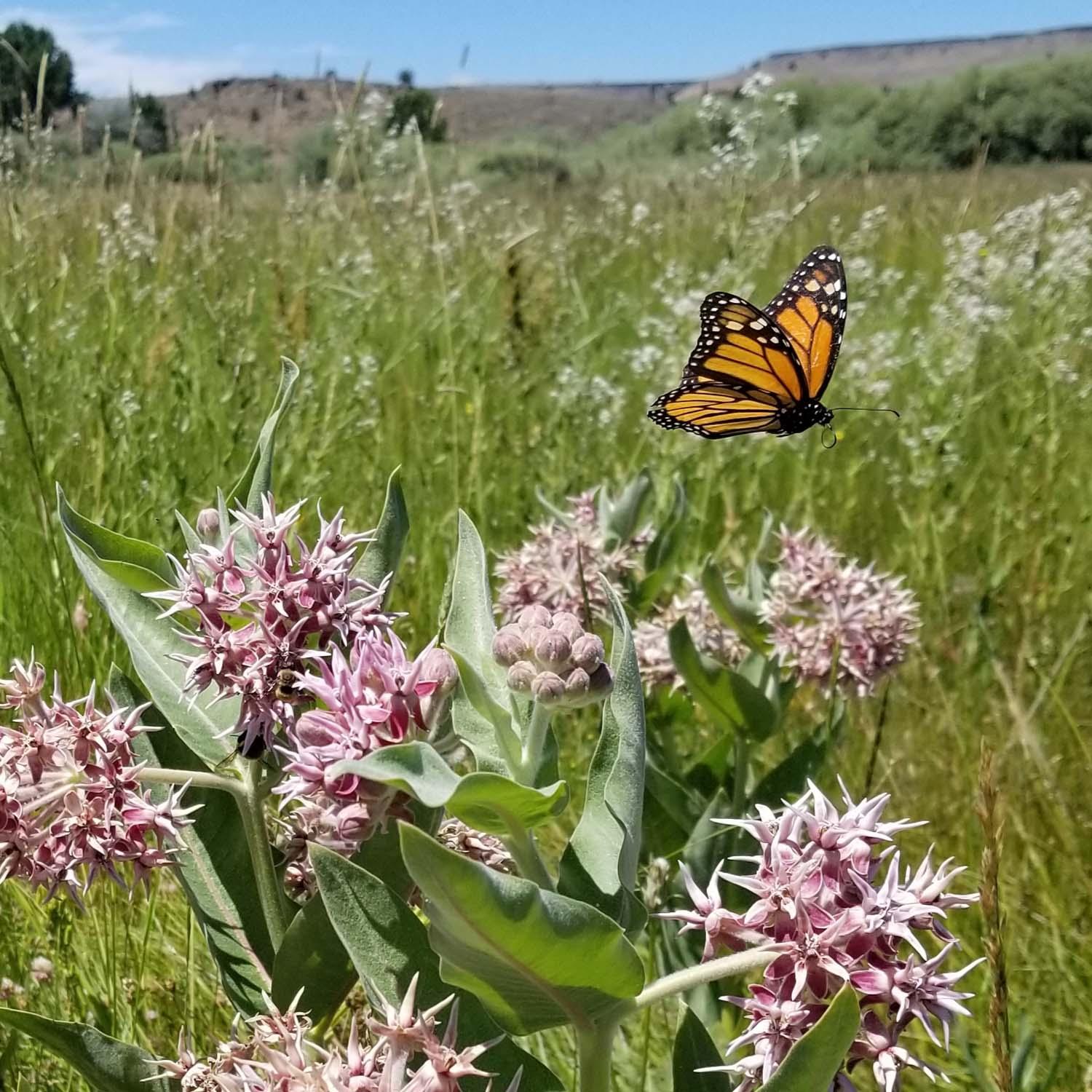 Milkweed & Monarchs: How You Made a Difference – Roger's Gardens