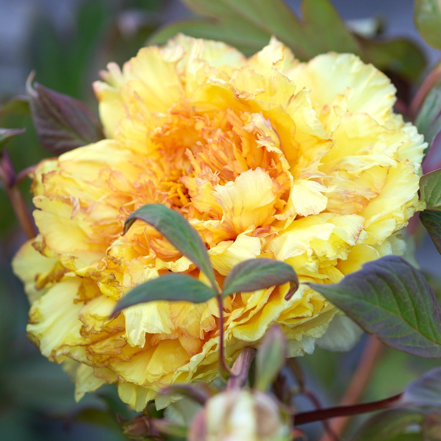 8 Types of Peonies, Plus How to Care for Them Before and After They Bloom