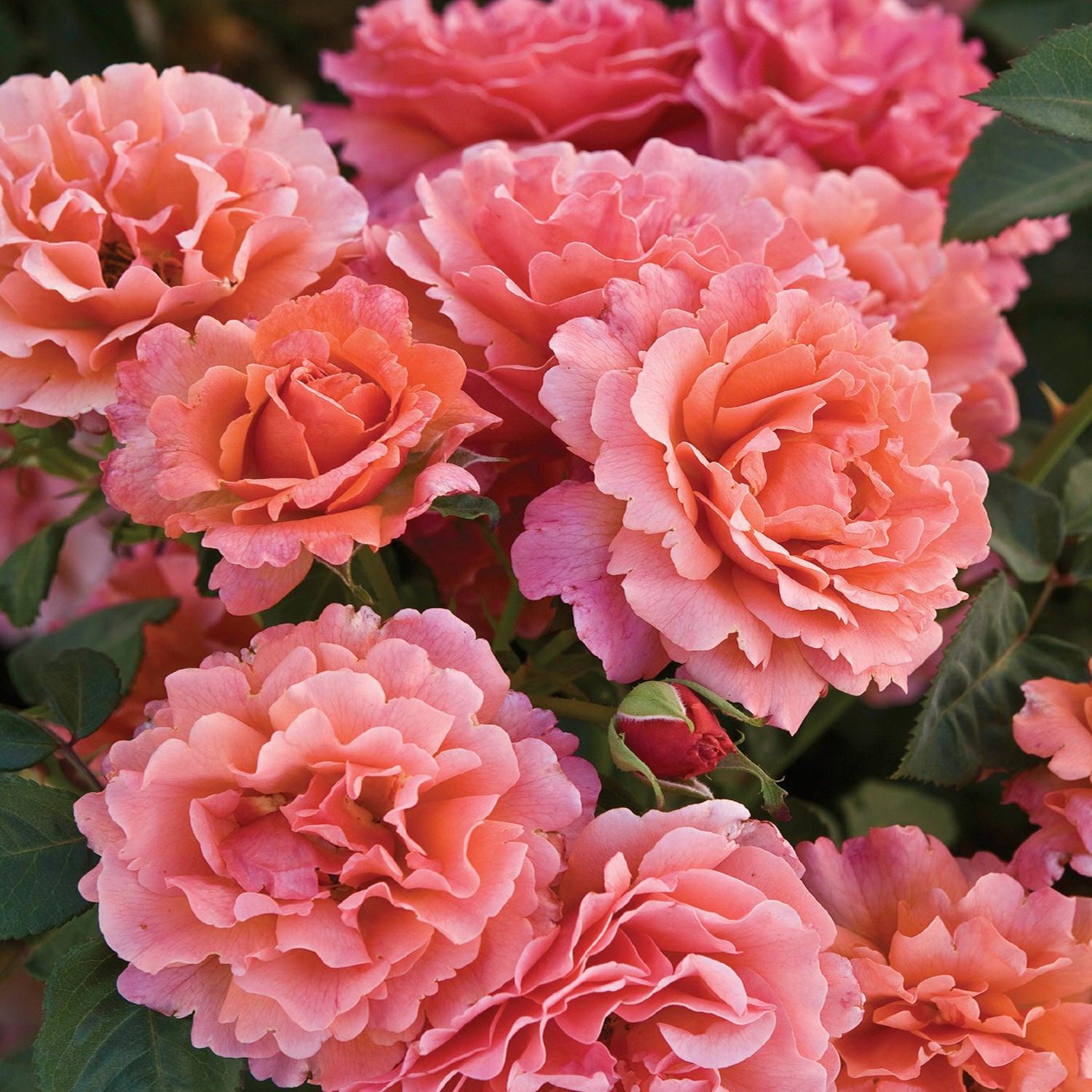 Buy Easy Does It Rose Bush In Orange County Roger's Gardens