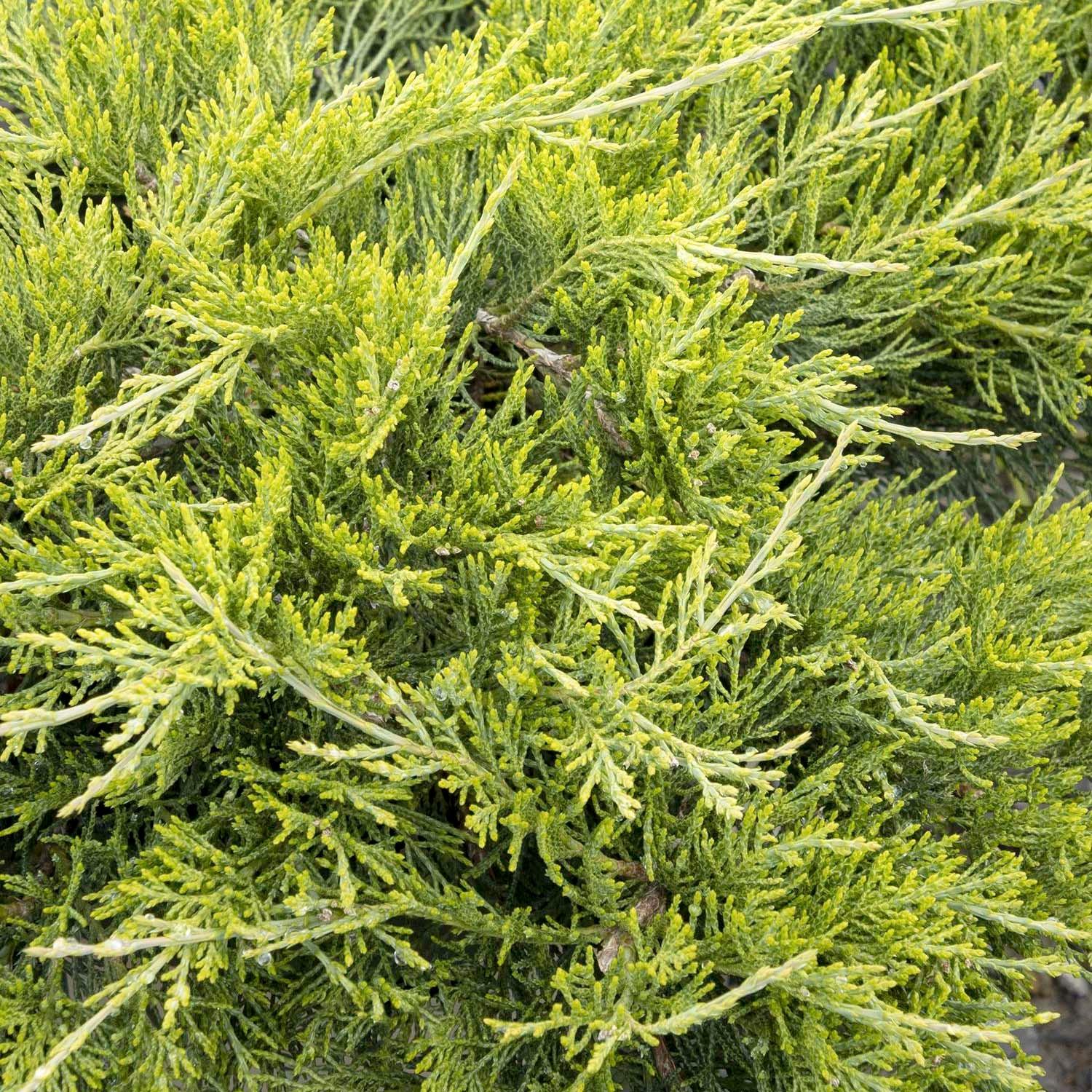 Juniperus Sabina 'buffalo' - Buffalo Juniper - 2 Gallon – Roger's Gardens