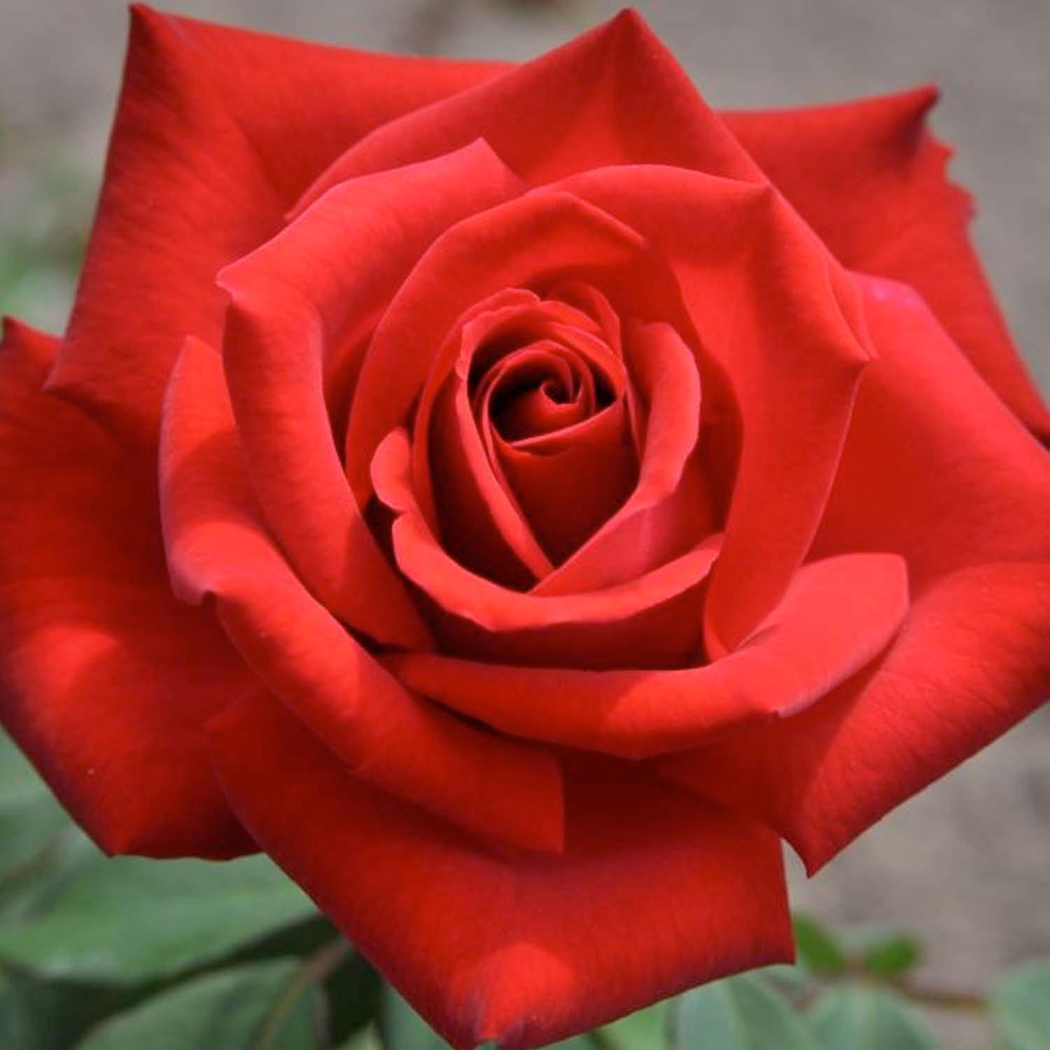 Olympiad Hybrid Tea Rose, Shop Roses