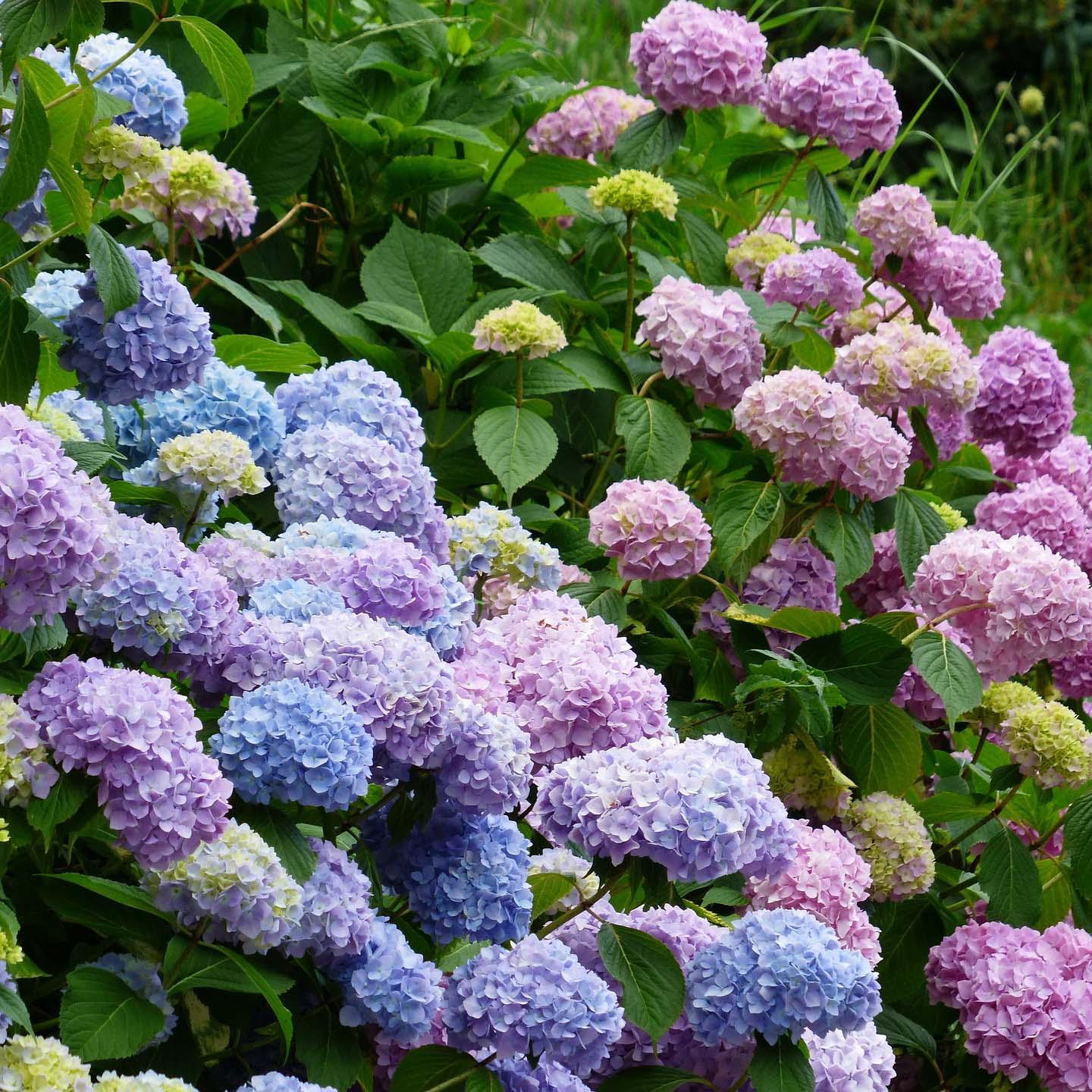 Choosing The Perfect Hydrangea Cultivar – Roger's Gardens