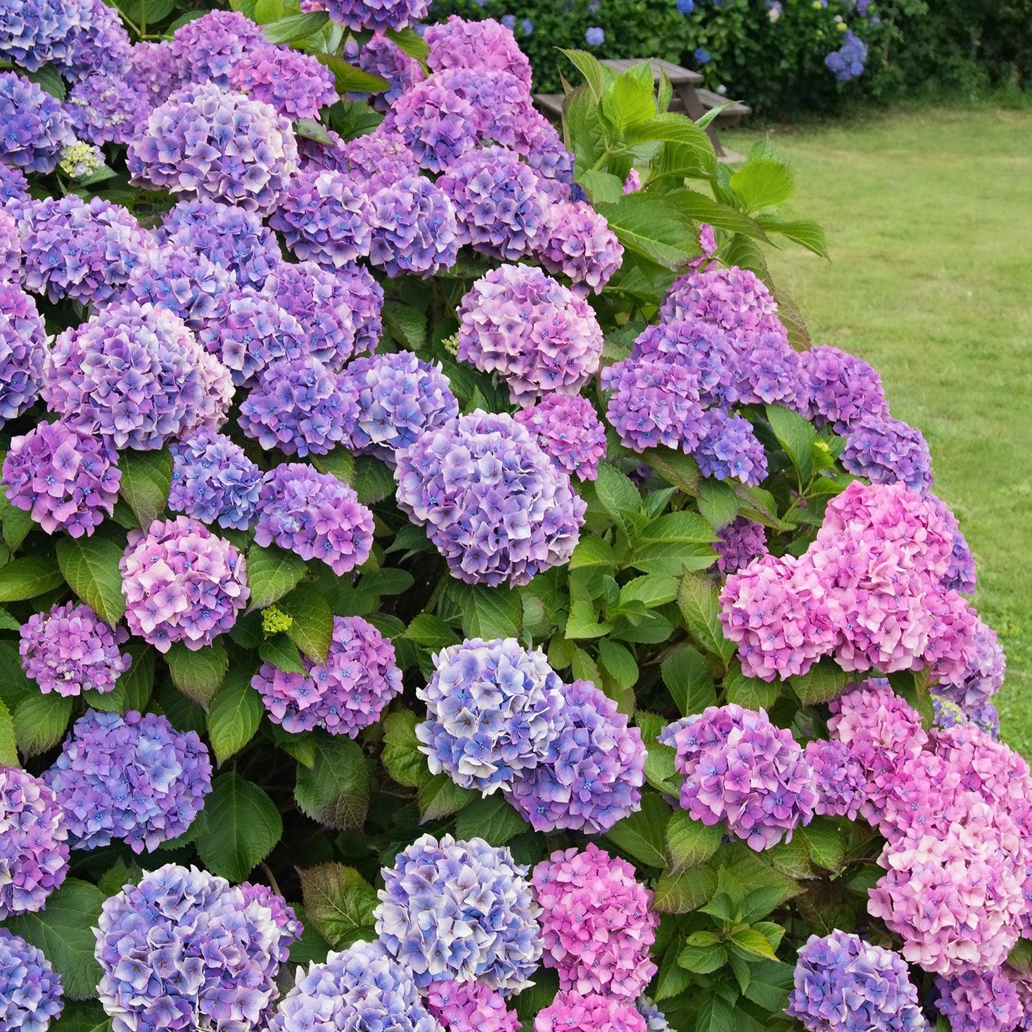 Tips To Care For and Maintain Your Hydrangeas – Roger's Gardens