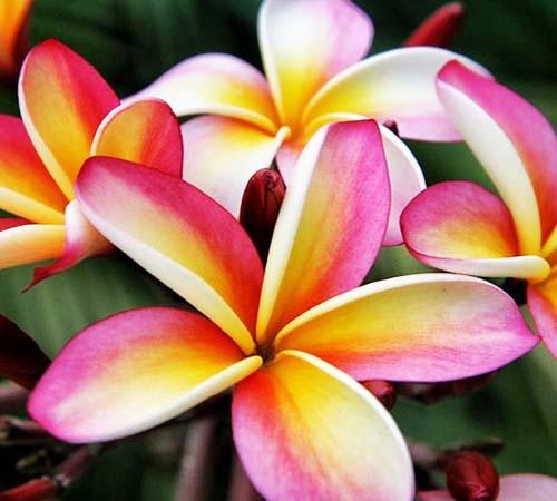 How To Care For Plumeria In Southern California – Roger's Gardens