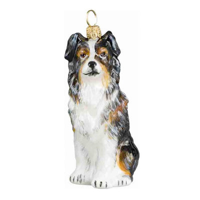 Australian Shepherd TriColor