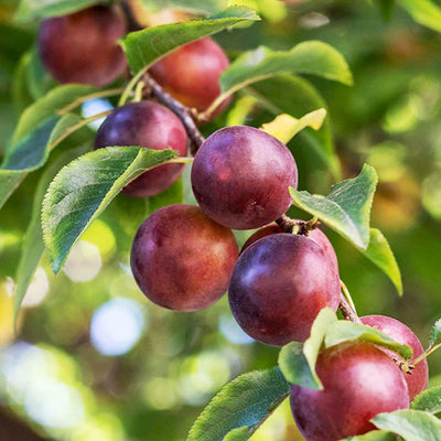 Plum 'Satsuma' - Std.Root - #15 Gallon