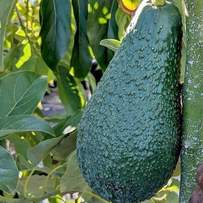 Avocado 'Pinkerton' - #5 Gallon