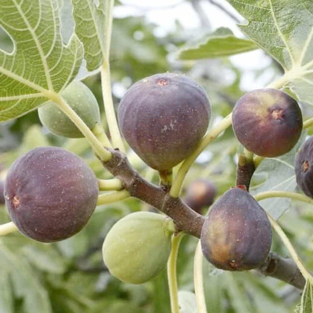 Fig 'Osborne Prolific' - #5 Gallon – Roger's Gardens