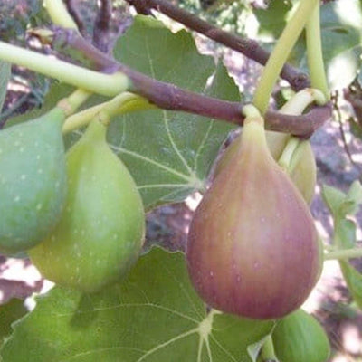 Fig 'Flanders' - #5 Gallon