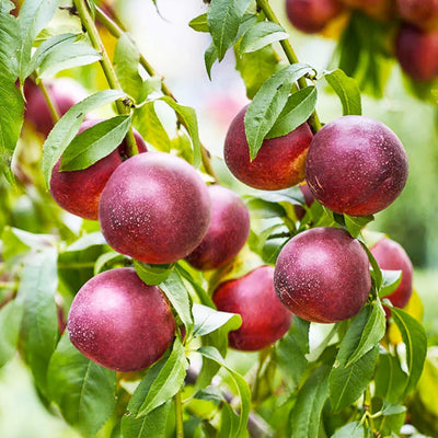 Nectarine 'Double Delight' - Std.Root - Pink Flowering - #5 Gallon