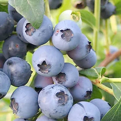 Blueberry 'Biloxi' - #2 Gallon