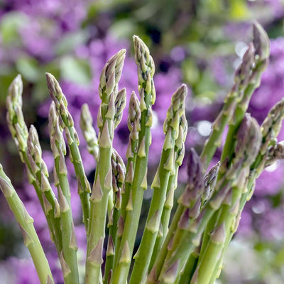 Asparagus Officinalis 'Mary Washington' - #1 Gallon