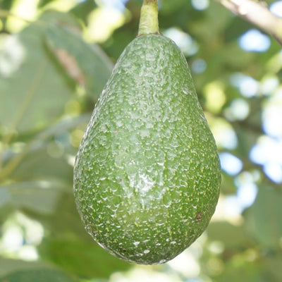 Avocado 'Edranol' - #5 Gallon