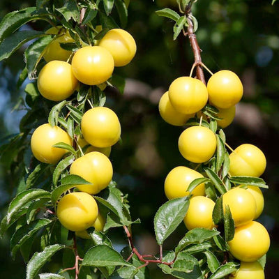 Plum 'Golden Nectar' - Std.Root - #5 Gallon