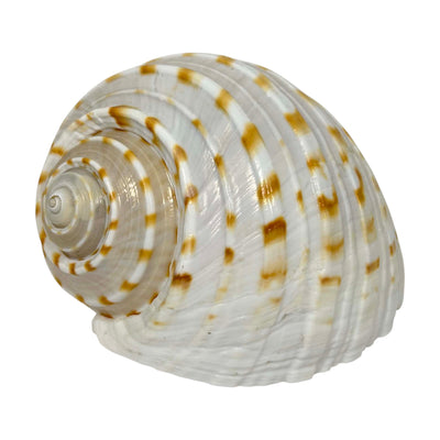 Tonna Tessalata Shell - 5"