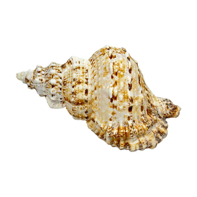 Bursa Bosa Frog Shell - 7"