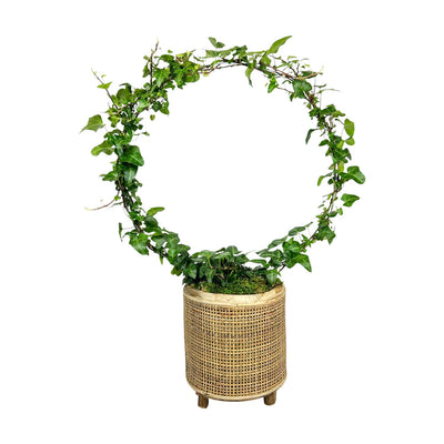 Ivy Ring in Blonde Rattan Basket - Large