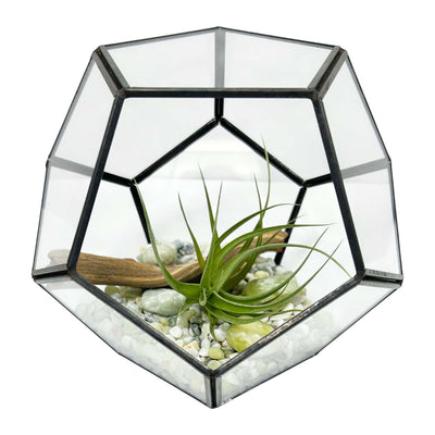 Tillandsia in Dome Terrarium