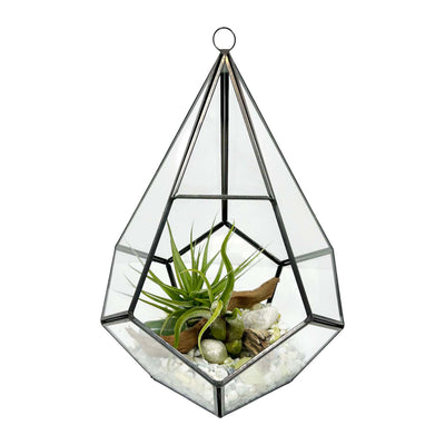 Tillandsias in Teardrop Terrarium