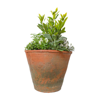 Chef's Spice Garden Pot