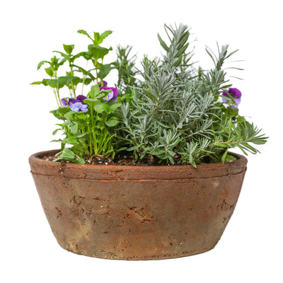 Cocktail Spice Garden Pot