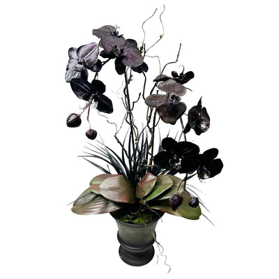 Black Orchids in Black Iron Urn