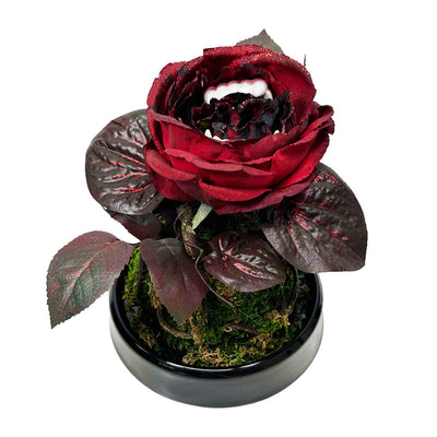 Vampire Rose in Small Cloche