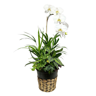 Orchids in Large Black Metal Weave Basket