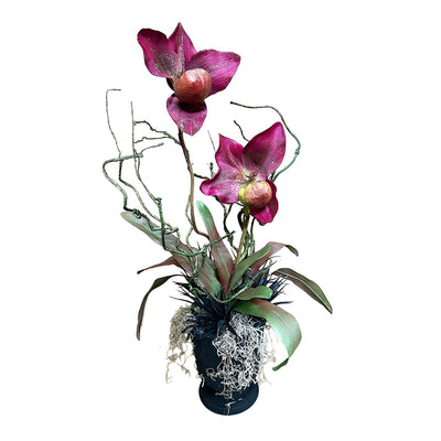 The Enchanted Paphiopedilum