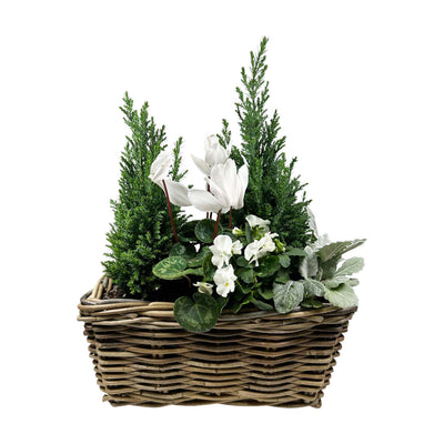 Euro Trees in Small Rectangle Rattan Basket