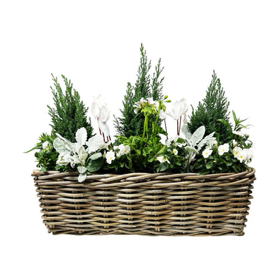 Euro Trees in Large Rectangle Rattan Basket