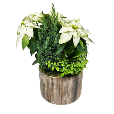 White Poinsettia in Round Wood Planter