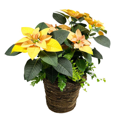 Fall Poinsettia in Vine Basket