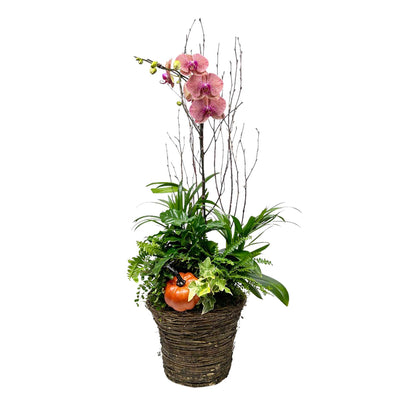 Fall Orchid in Large Grapevine Basket