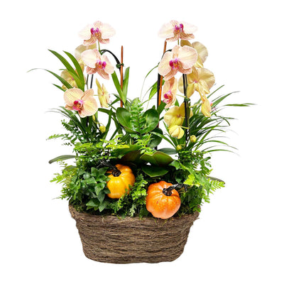 Fall Orchids in Oval Vine Basket