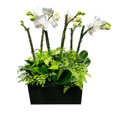 White Orchids in Large Black Wood Planter