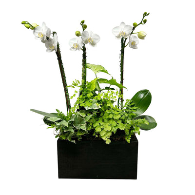 White Orchids in Medium Black Wood Planter