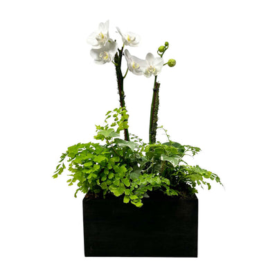 White Orchid in Small Black Wood Planter