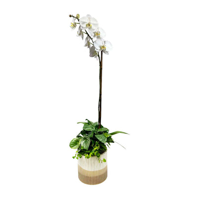 White Orchid & Greens in Large Copper Stripe Pot