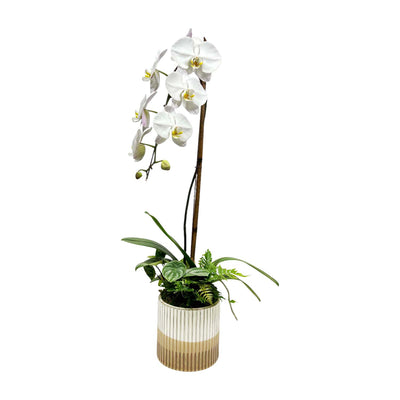 White Orchid & Greens in Medium Copper Stripe Pot