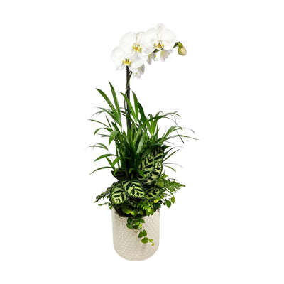 Orchid in Medium White Bubble Pot