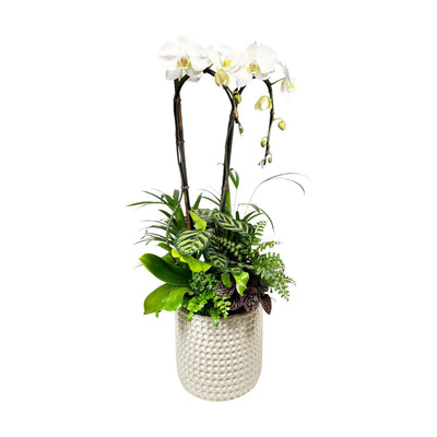 Orchid in Large White Bubble Pot