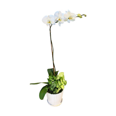 Orchid in White Stripe Pot