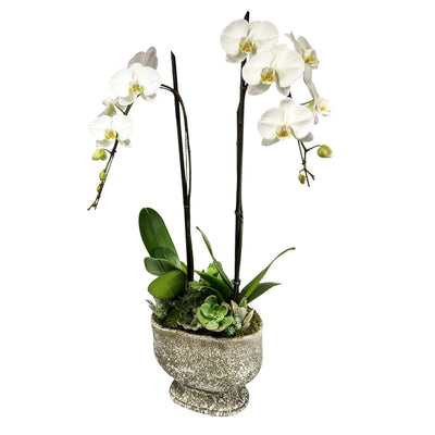 Orchids & Succulents in Large Stone Oval Planter