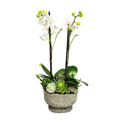 Orchids & Succulents in Small Stone Oval Planter