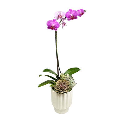 Pink Orchid in Cream Pot