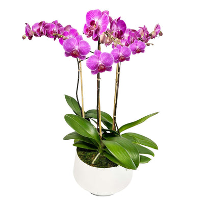 Purple Orchids in Large White Metal Planter