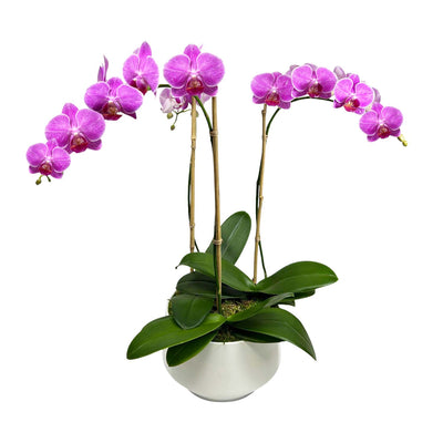 Purple Orchids in Small White Metal Planter