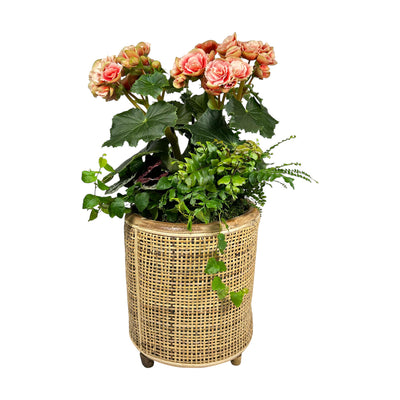 Reiger Begonia in Blonde Winter Basket