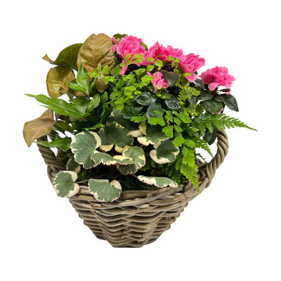 Pink Azalea in Small Handle Basket